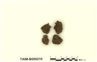 藏品(鳳尾苔屬)的圖片